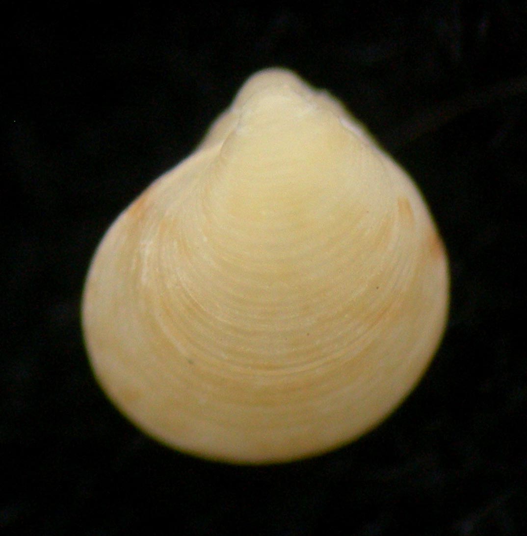 goodallia pusilla